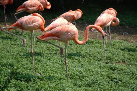 flamingo-1208248_1920