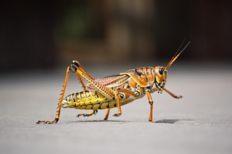 grasshopper-insect-nature-animal-59981