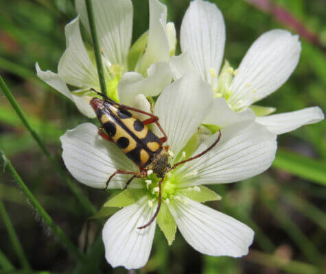 Flower beetle on a Venus flytrap.