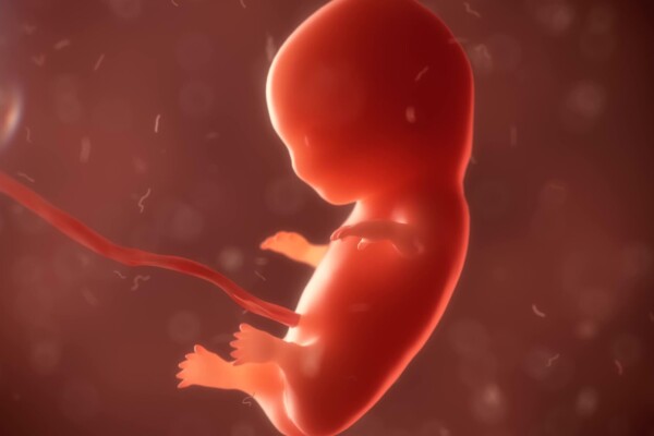 Embryo phase of baby in womb