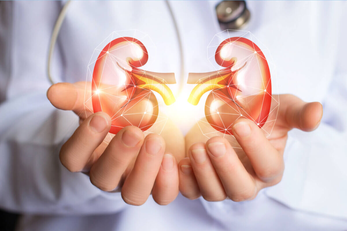 Doctor holding image of kidneys