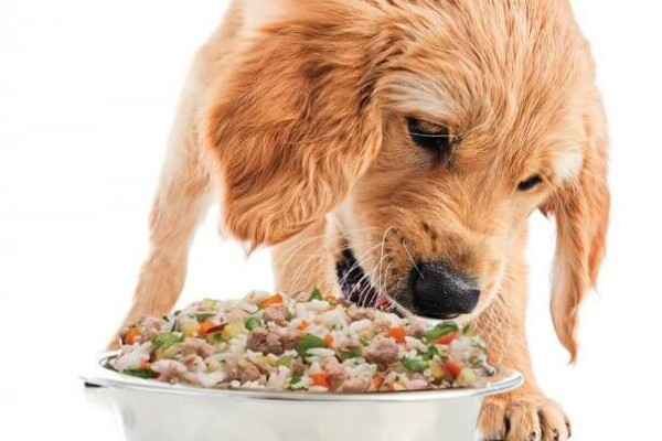 Dog eating human-grade food