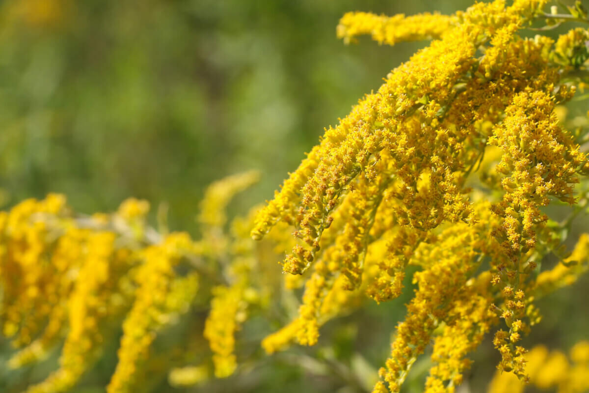 View of Solidago altissima, the Canada goldenrod or late goldenrod, flowers on the meadow in summer. Blurred background. Copy space. It's the state flower of the U.S. states of Kentucky and Nebraska.