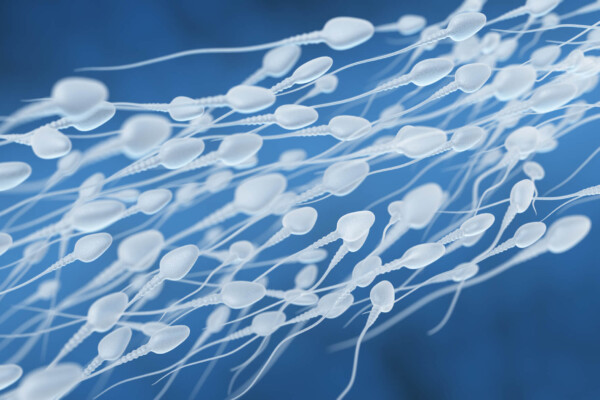Sperm flow