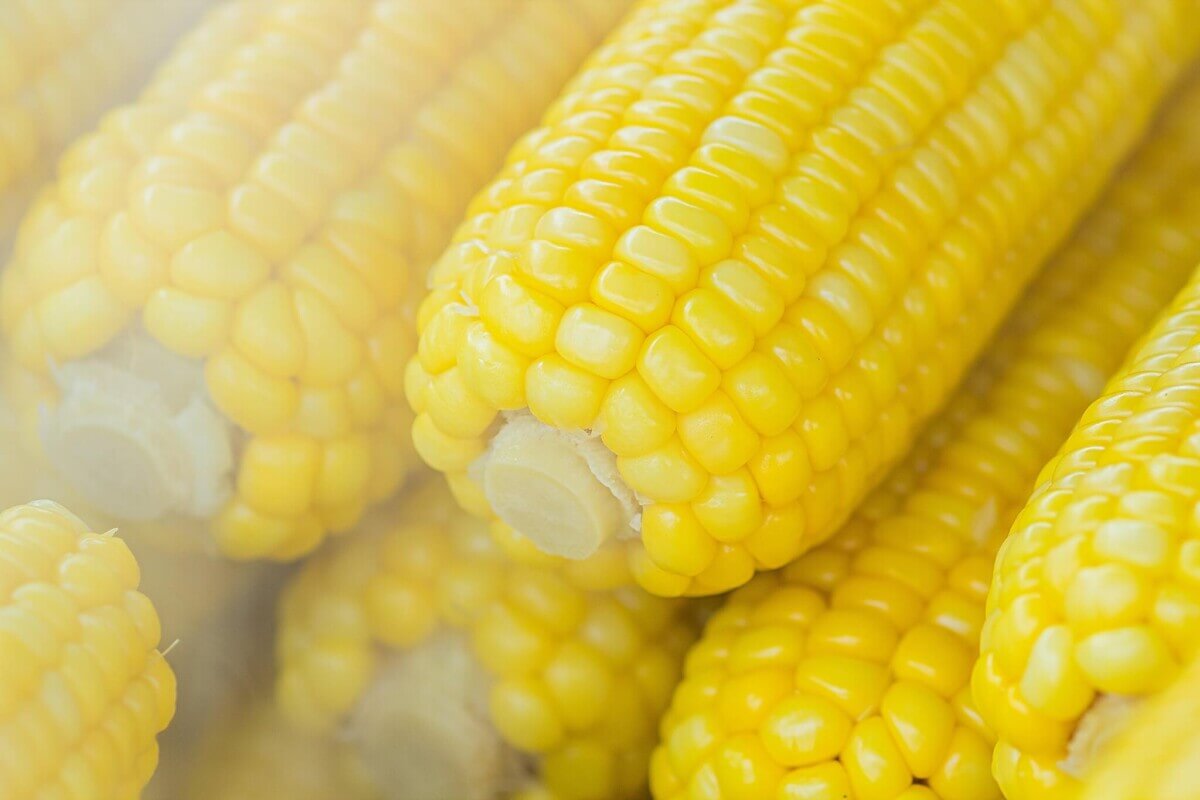 pile-of-sweet-corns-603030