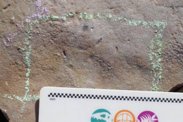 Ikaria wariootia fossil