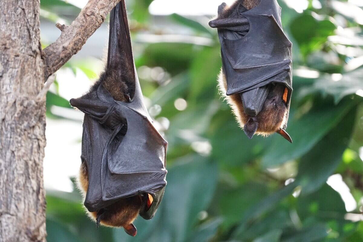Bats sleeping in a tree