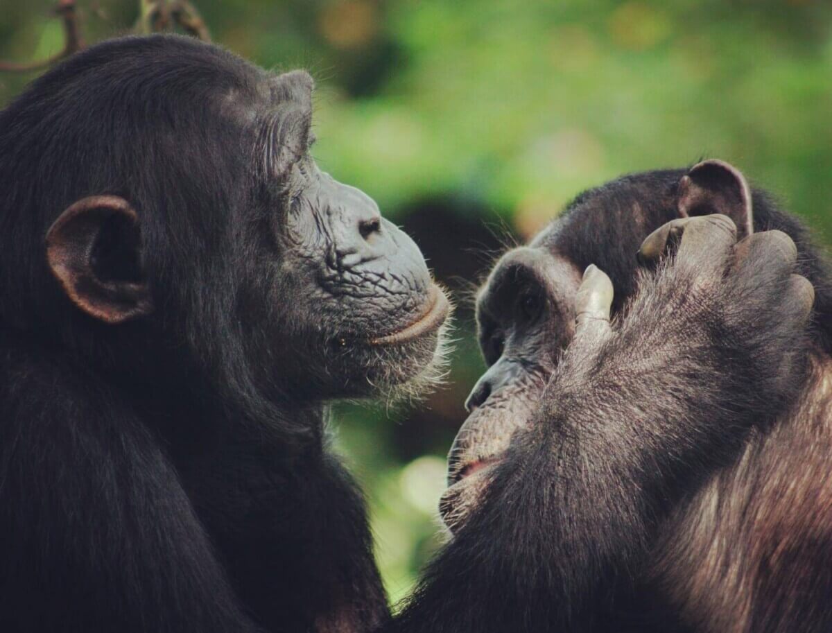 Chimpanzees grooming habits