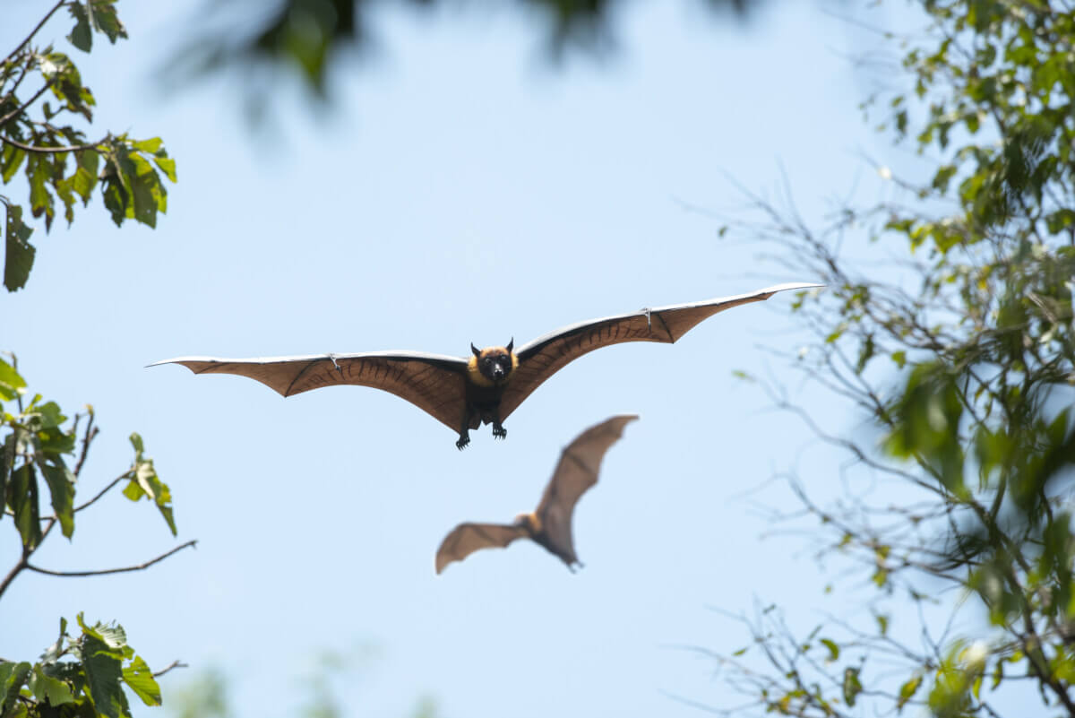 bat flying on  blue sky