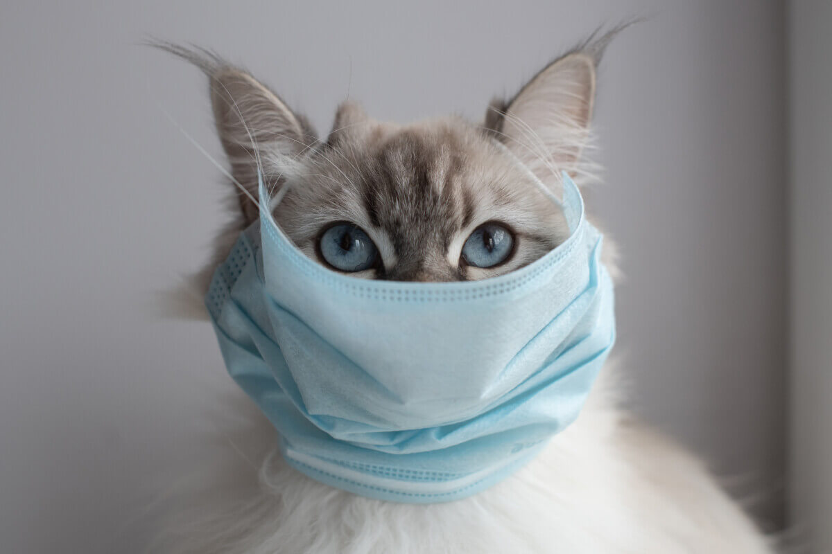 Medical mask on cat for protection of Coronavirus Covid19 virus selective focus on eyes