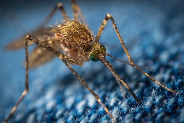 Mosquito close-up