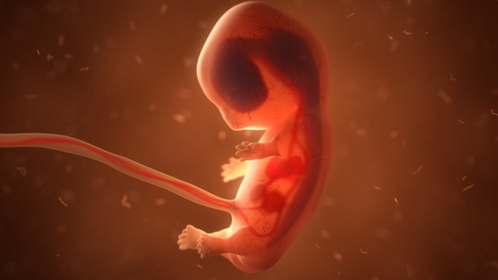 Human fetus, baby in womb