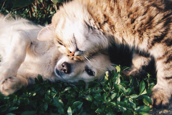 Cat and dog hugging