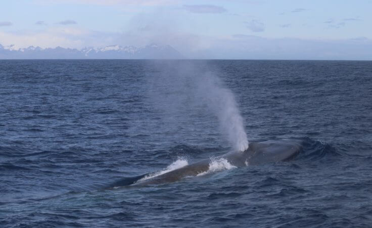 Blue Whale South Georgia