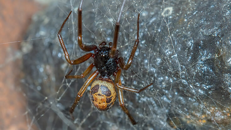 Noble False Widow Spider