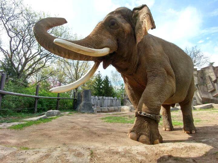 elephant zoo