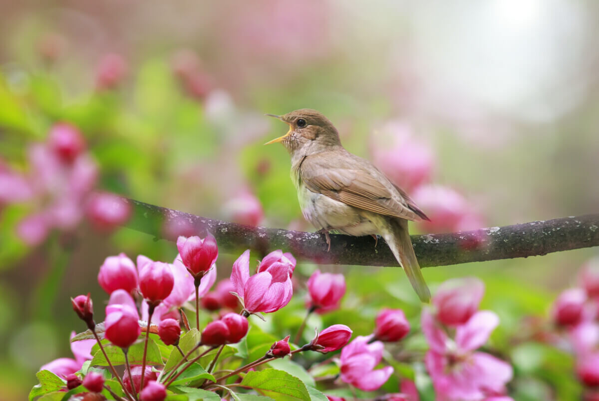 Portrait songbird a Nightingale sits on a branch in a may garden surrounded by pink Apple blossoms and sings loudly on a Sunny day