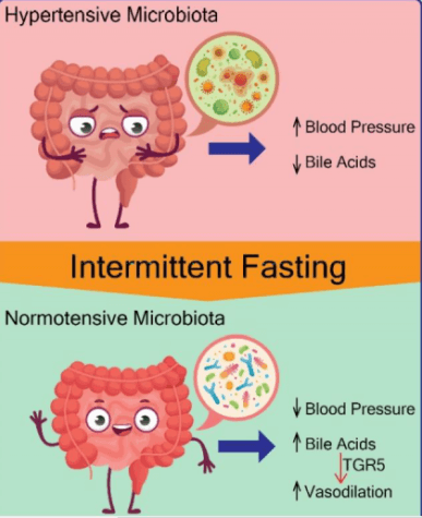 fasting gut health