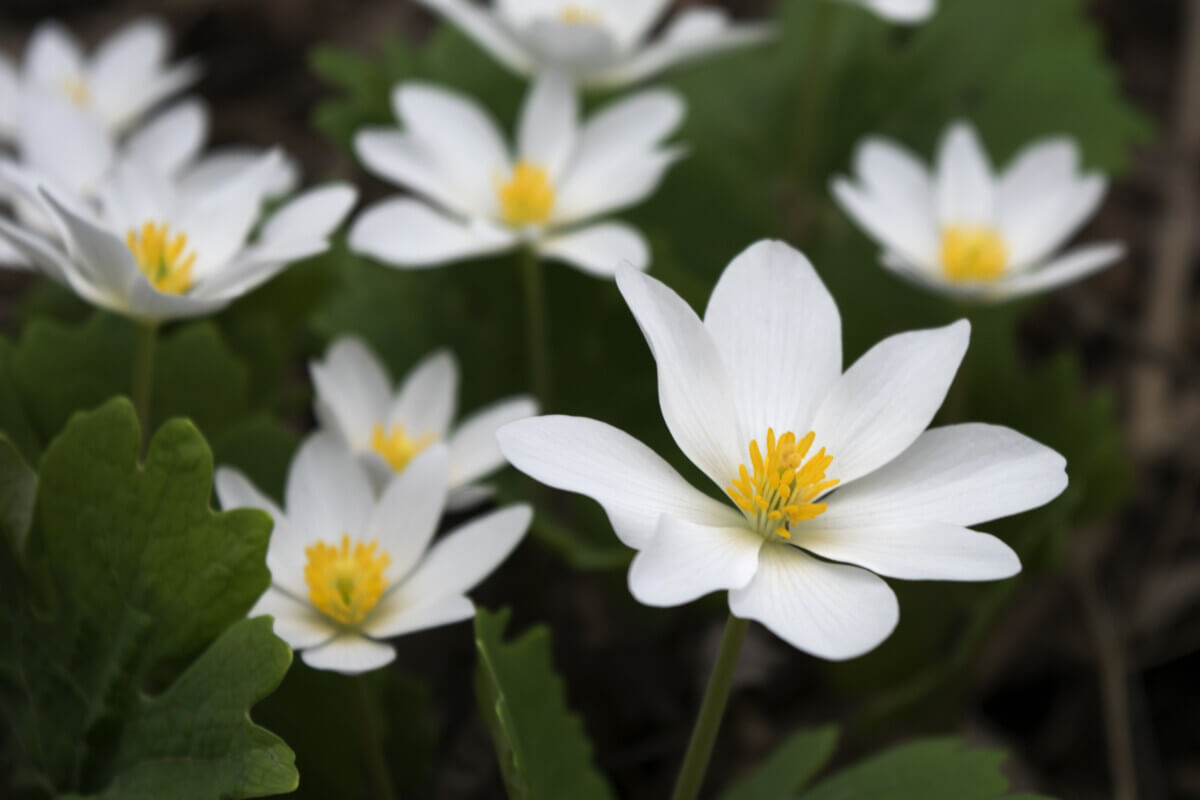 Close-up of several bloodroot flowers in spring forest