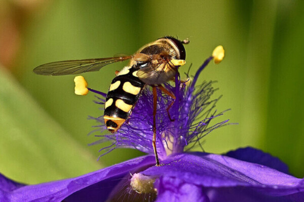 syrphid fly bee impersonator