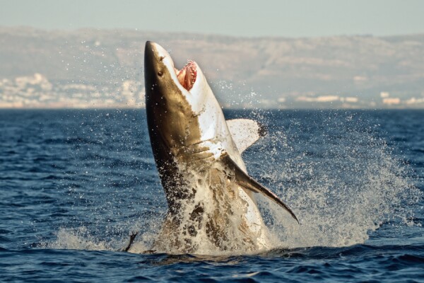 Great white shark leaping out of water