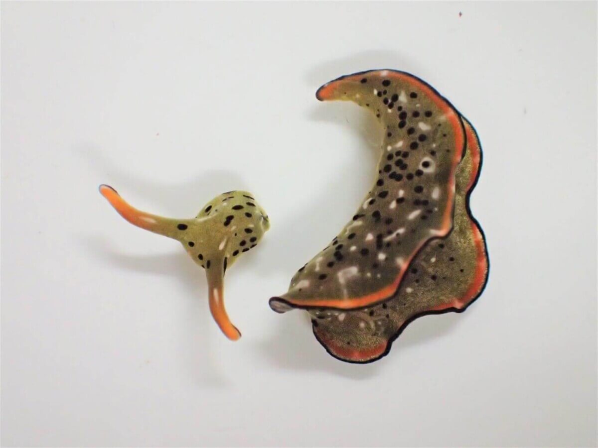 Sea slug species
