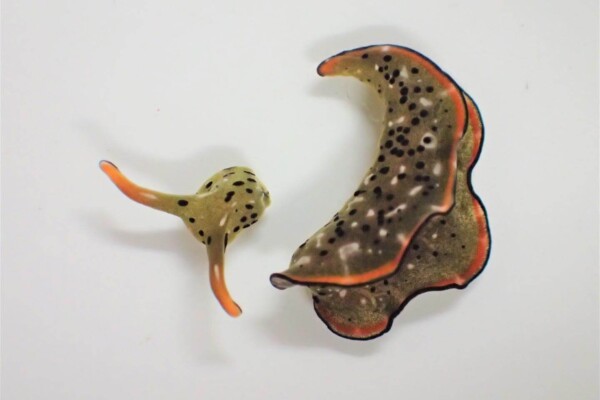 New sea slug species