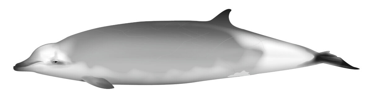 whale-of-a-find-746055