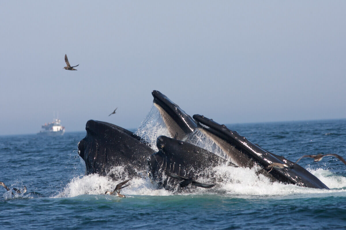 Humpback blue whale feeding