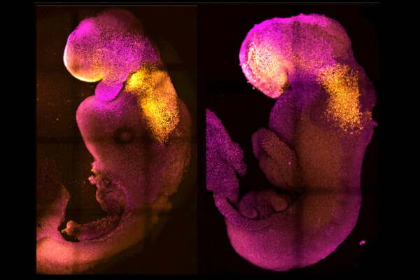Natural and synthetic embryos side by side