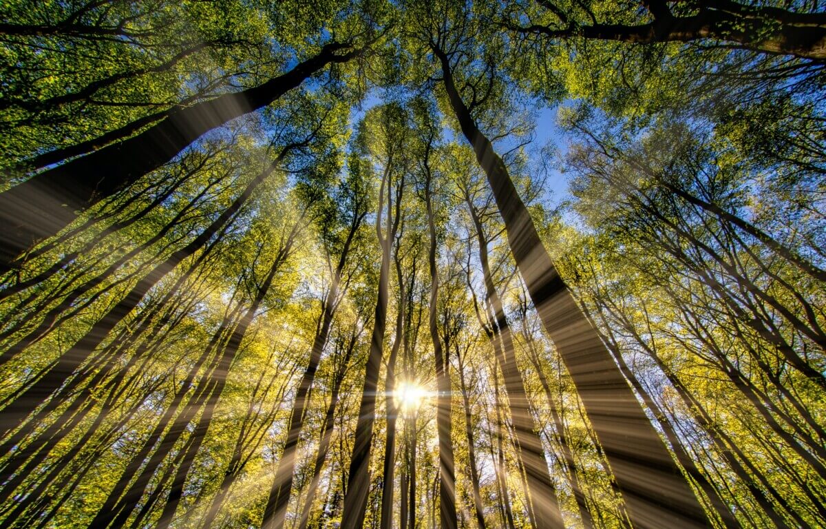 Sunlight shining through forest trees