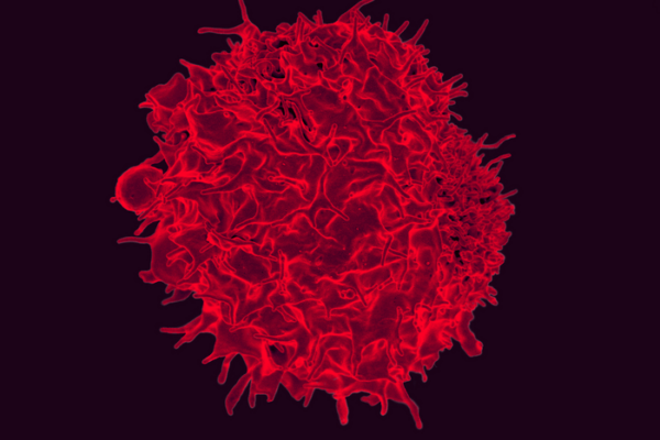 t cell