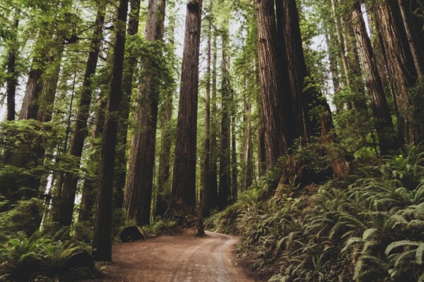 Here's what it looks like when you're on a trail cutting through a stand of 1,000-year-old 300-foot-tall giant California redwood trees in the forest.