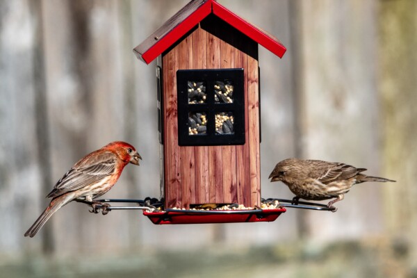 Birds eating from a house-shaped bird feeder