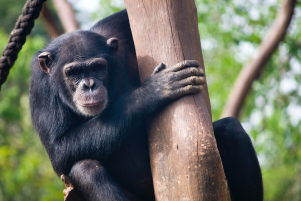 Chimpanzee on a tree trunk