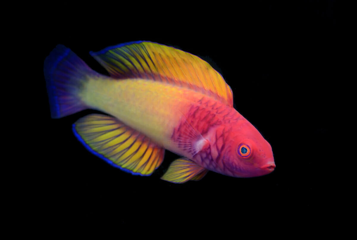 New fish species per California Academy of Sciences