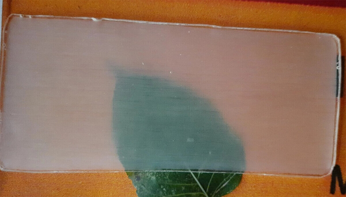 Transparent wood over a leaf