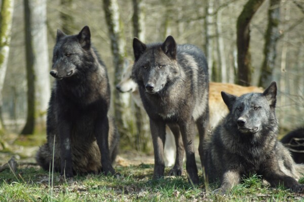 A pack of wolves in the woods