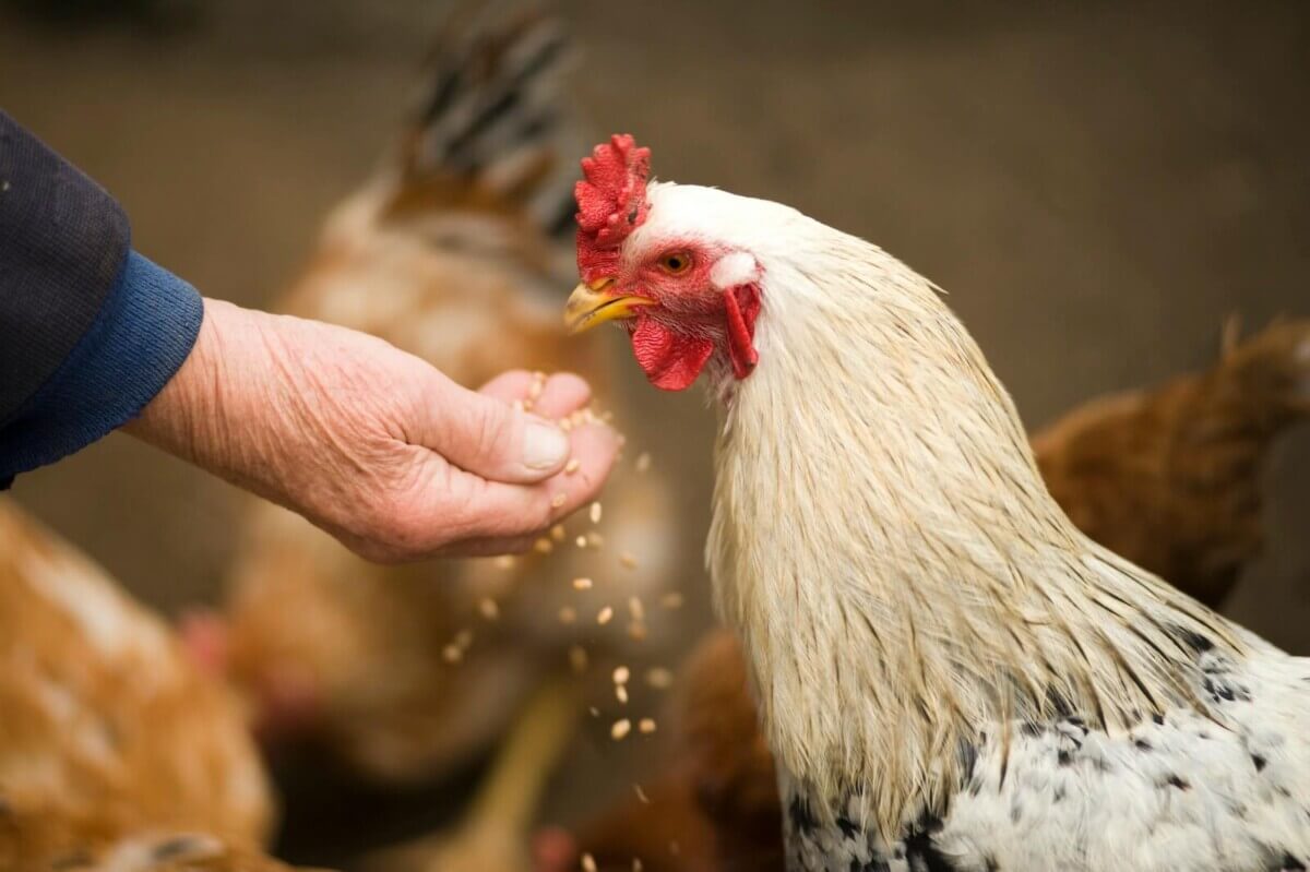 Person Feeding Chicken
