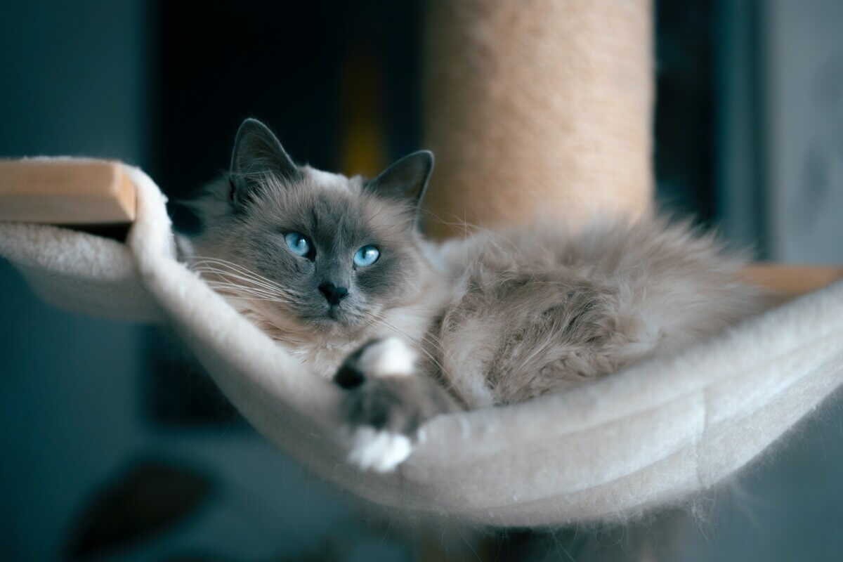 Cat lying in a hammock
