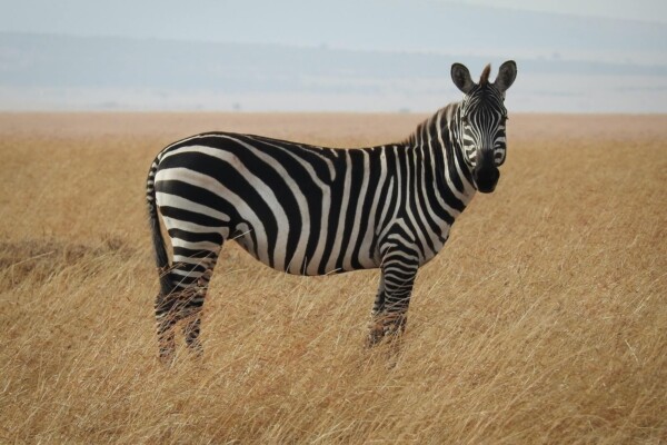 zebra in Savanna