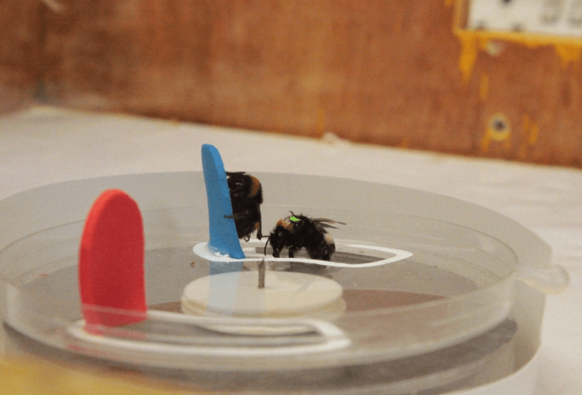 bees learning to complete a puzzle