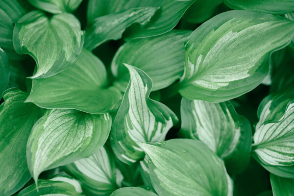 A close up of Hosta leaves