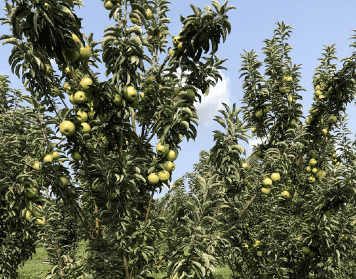 Unpruned yellow apples