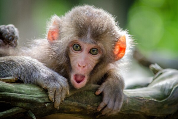 monkey with a surprised look