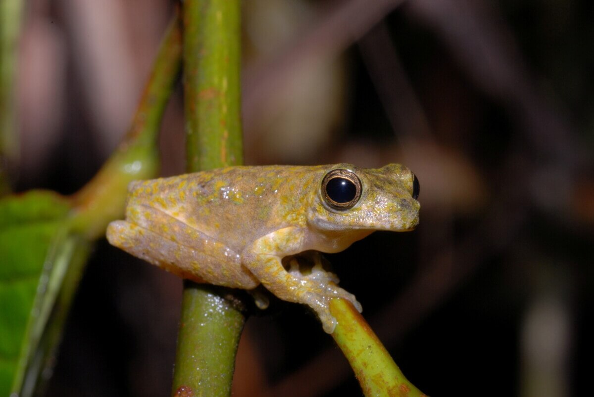 Litoria gracilis frog species