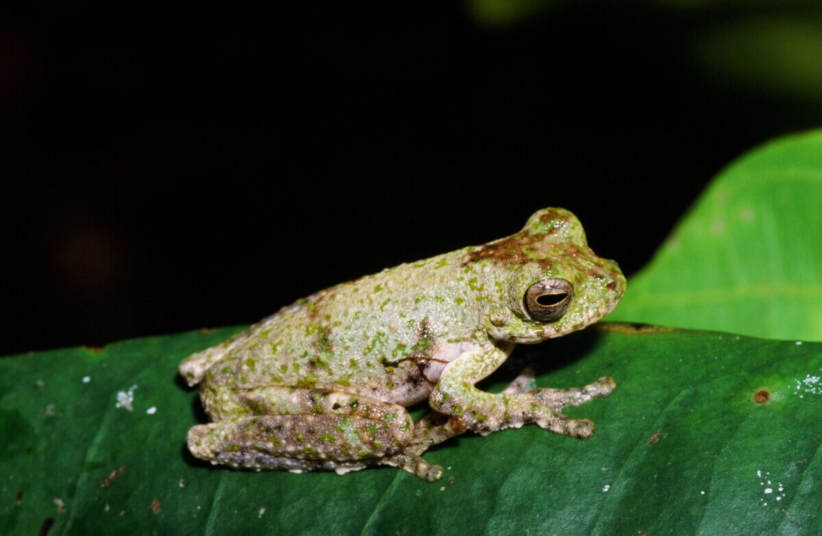Litoria daraiensis frog species