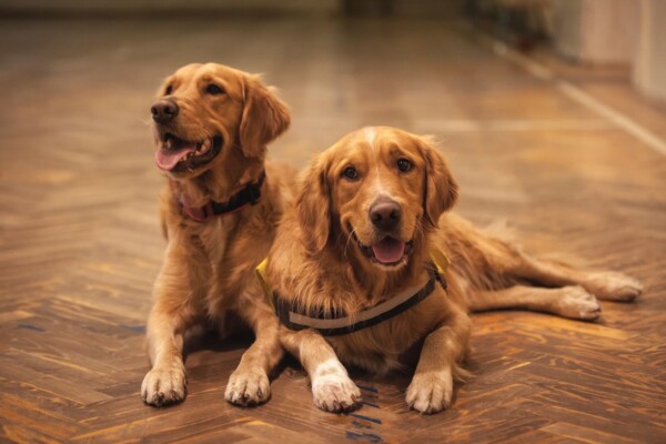 Adorable dogs: Two adult golden retrievers