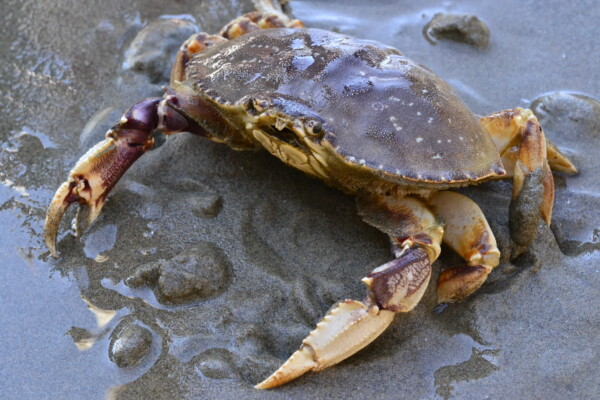 Dungeness crab on a beach