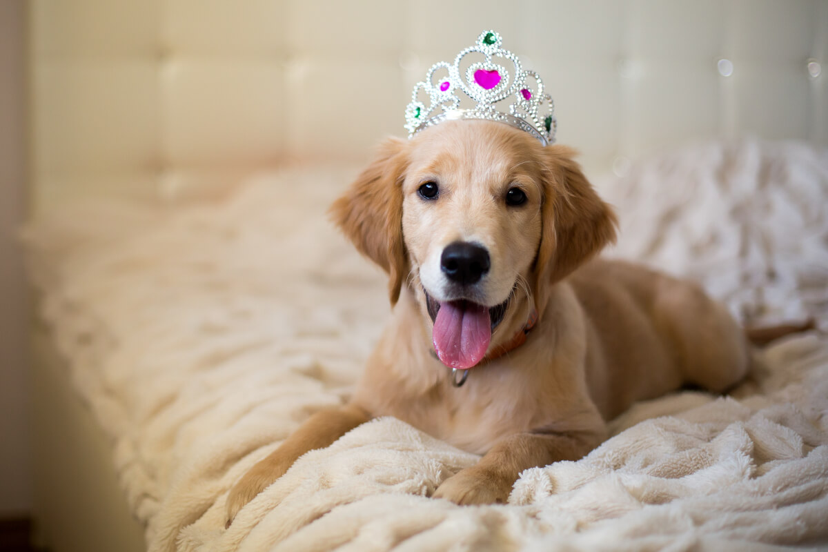 Golden Retriever dog wearing crown